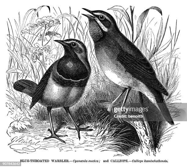blue-throated warbler and calliope - warbler stock illustrations