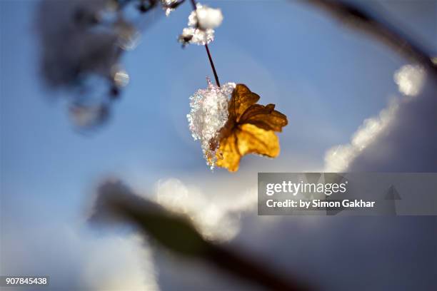 hanging leaf in snow and ice - translucent leaf stock pictures, royalty-free photos & images