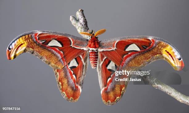 atlas moth - mariposa nocturna atlas fotografías e imágenes de stock