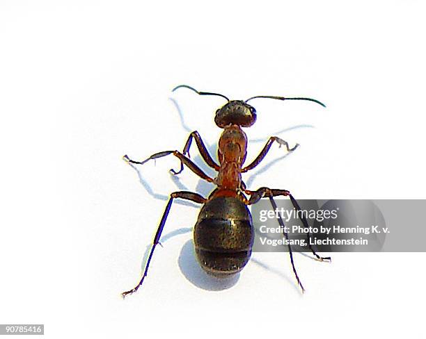 Close Up Of Ant High-Res Stock Photo