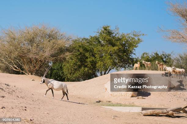 arabian oryx - djurskyddsområde bildbanksfoton och bilder