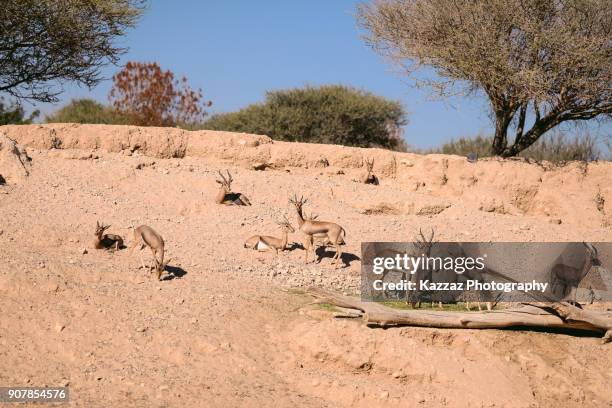 the arabian gazelle  -  mountain gazelle - arabian oryx stock-fotos und bilder