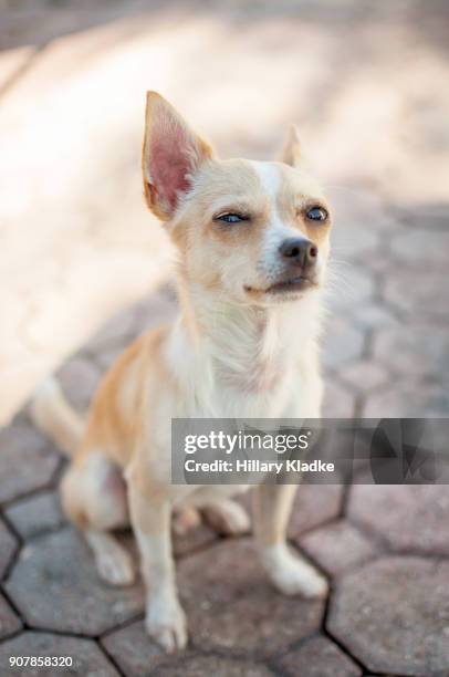 skeptical chihuahua sitting - suspicion stock pictures, royalty-free photos & images