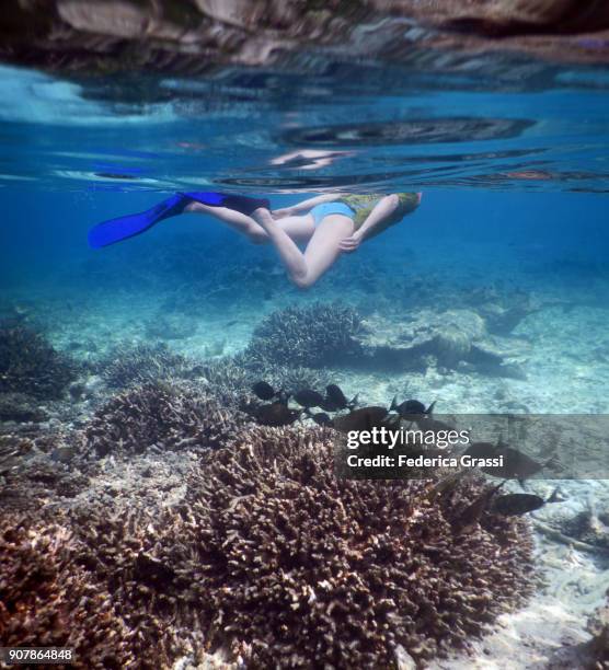 senior man snorkeling among black surgeonfish - acanthurus sohal stock pictures, royalty-free photos & images