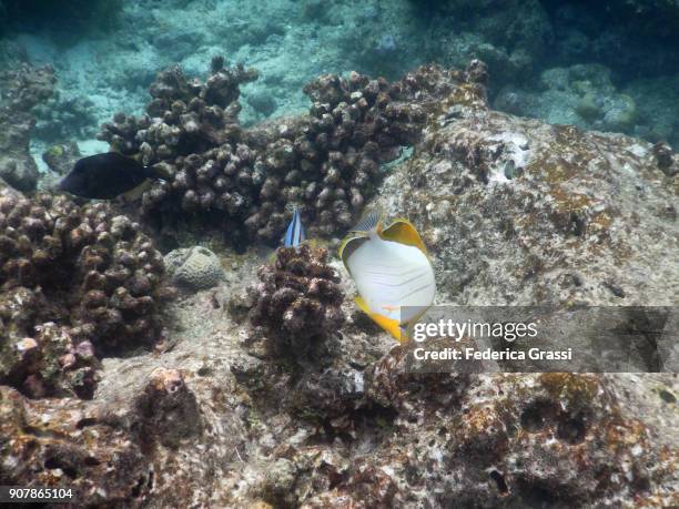 chaetodon xanthocephalus (yellowhead butterflyfish) - xanthocephalus stock pictures, royalty-free photos & images