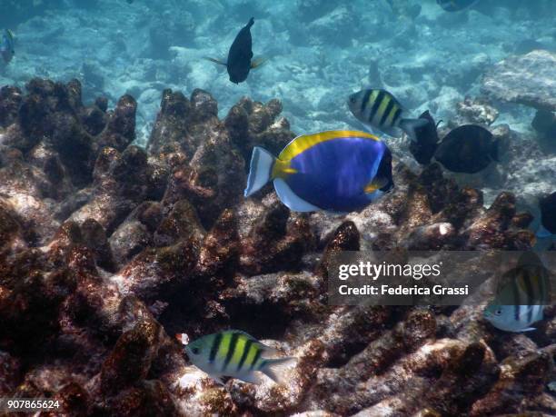 powderblue surgeonfish and damselfish (acanthurus leucosternon and abudefduf saxatilis) - sergeant major fish stock pictures, royalty-free photos & images