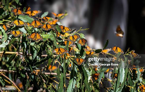 Thousands of monarch butterflies gather in the eucalyptus trees at the Pismo State Beach Monarch Butterfly Grove as viewed on January 17 in Pismo...