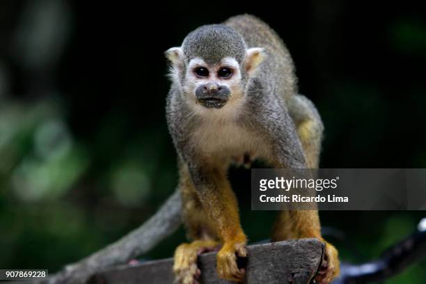 squirrel monkey amazon rainforest - dödskalleapa bildbanksfoton och bilder