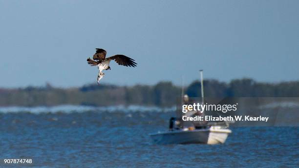 osprey flying with fish - titusville florida fotografías e imágenes de stock