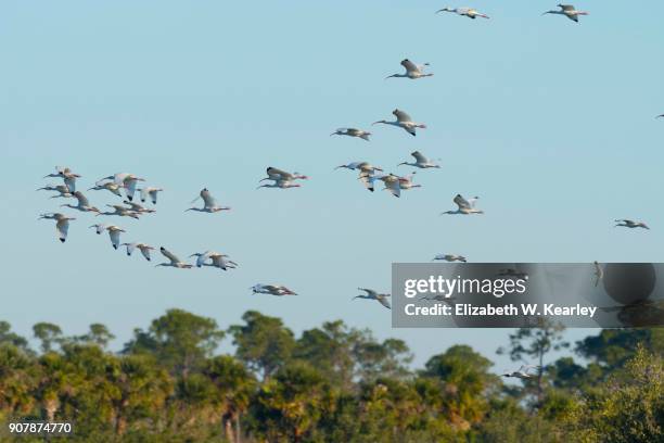 flying flock of white ibis - ibis stockfoto's en -beelden