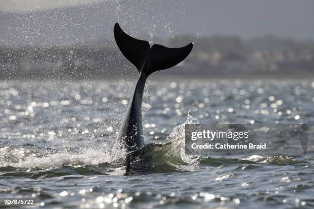 bottlenose dolphin tail - tail fin stock pictures, royalty-free photos & images