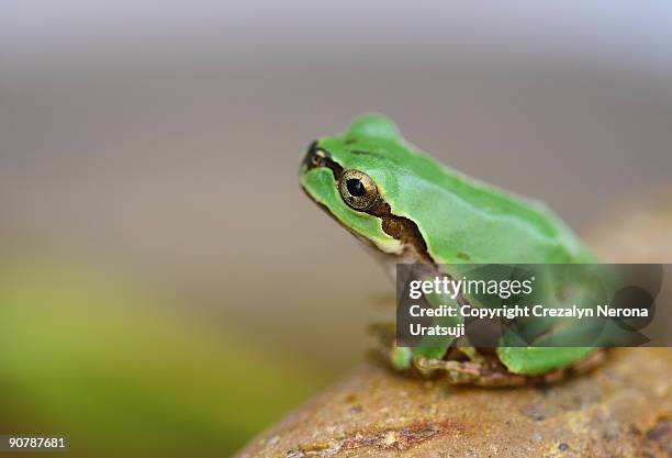 tree frog - tree frog stock pictures, royalty-free photos & images