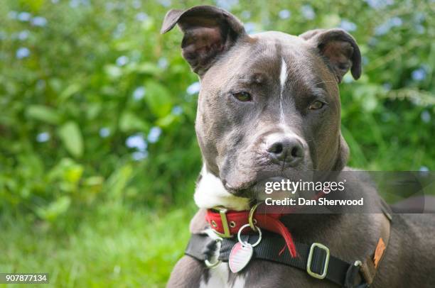 portrait of bolt - portland; oregon - dan sherwood photography - fotografias e filmes do acervo