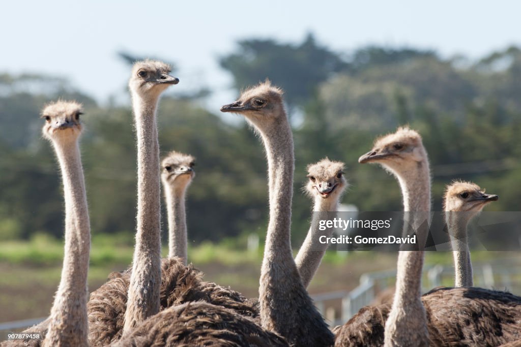 Close-up of a Ostrich Flock