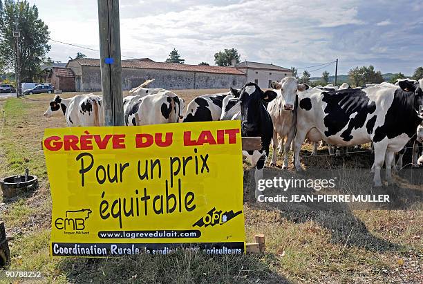 Prim' Holstein cows stand by a board reading "milk strike for a fair price" in a field in Sainte-Colombe-en-Bruilhois, southwestern France, on...