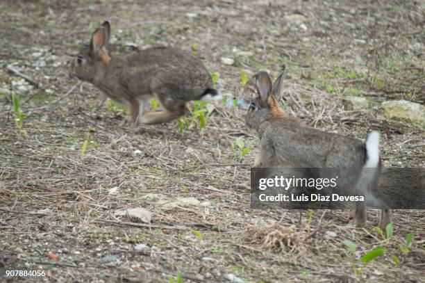 rabbit running - rabbits foot stock pictures, royalty-free photos & images