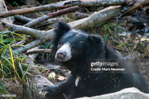 sloth bear - sloth bear stock pictures, royalty-free photos & images