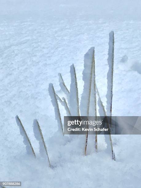 snow-lined grass in winter, saskatchewan river valley, canadian rockies, alberta - saskatchewan river stock pictures, royalty-free photos & images