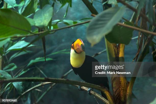 toco toucan - südamerika stock-fotos und bilder