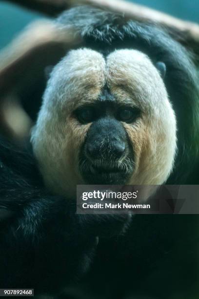 white-faced saki monkey - white faced saki monkey stock pictures, royalty-free photos & images