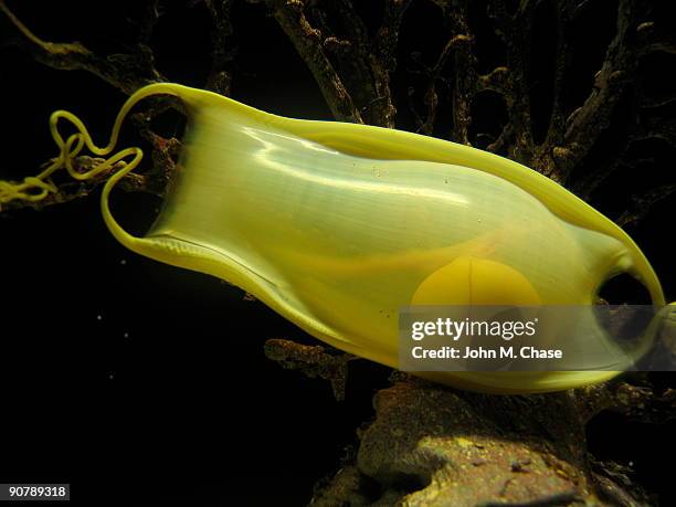 tiburón de huevo - shark egg fotografías e imágenes de stock