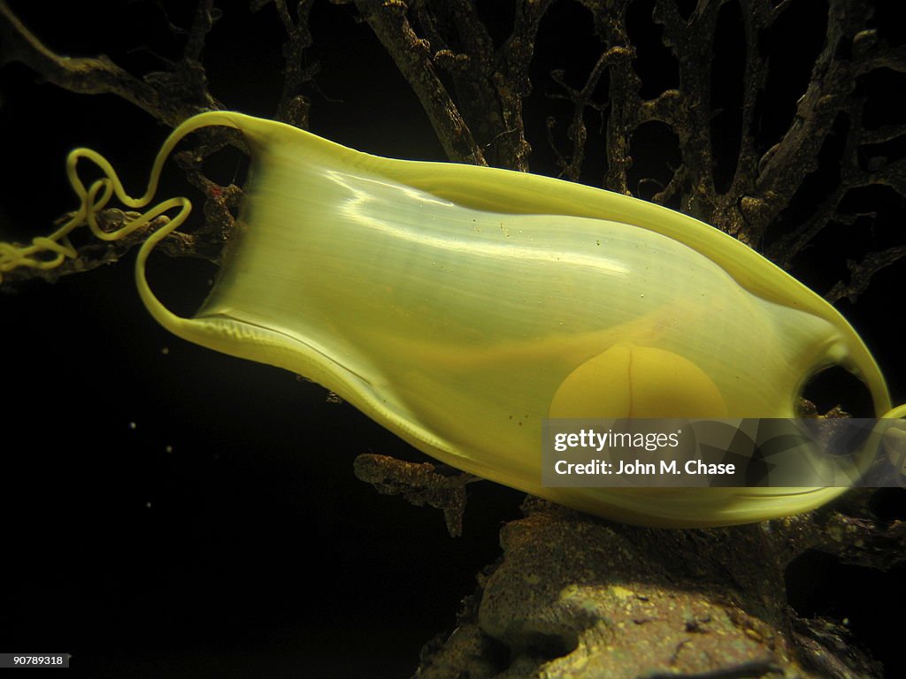 Close up of a single yellow shark egg