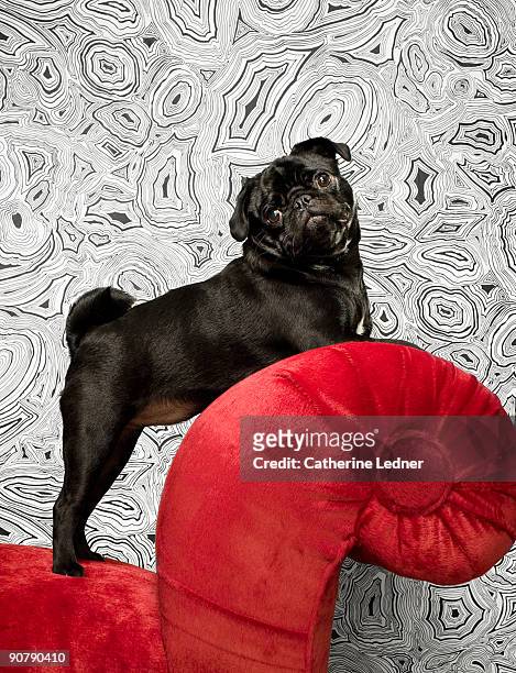 pug on red chair with wallpaper - möpse stock-fotos und bilder
