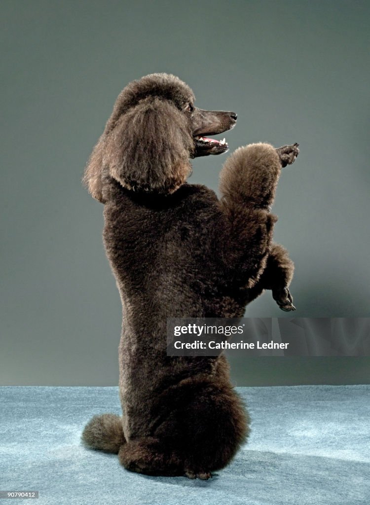 Portrait of Standard Poodle 