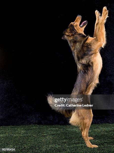 mixed breed german shepherd standing upright  - rearing up stock pictures, royalty-free photos & images