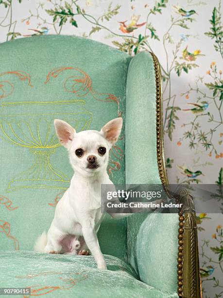 chihuahua on chair with wallpaper - chihuahua dog foto e immagini stock