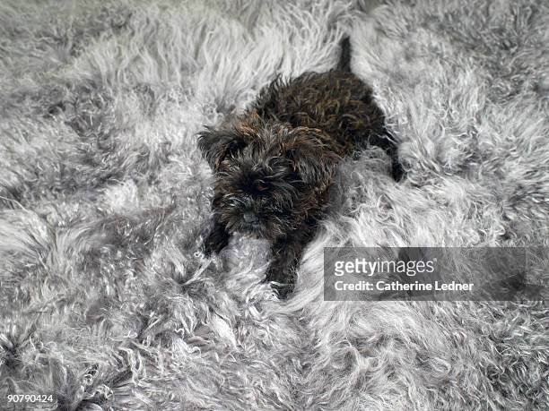 dog (canis lupus familiaris) on shag carpet - griffon bruxellois stock pictures, royalty-free photos & images