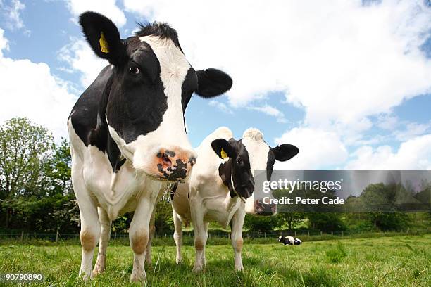 friesian cows - vache frisonne photos et images de collection