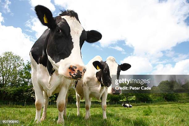 friesian cows - mucca foto e immagini stock