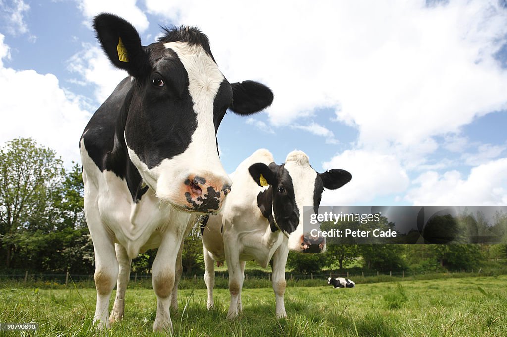 Friesian Cows