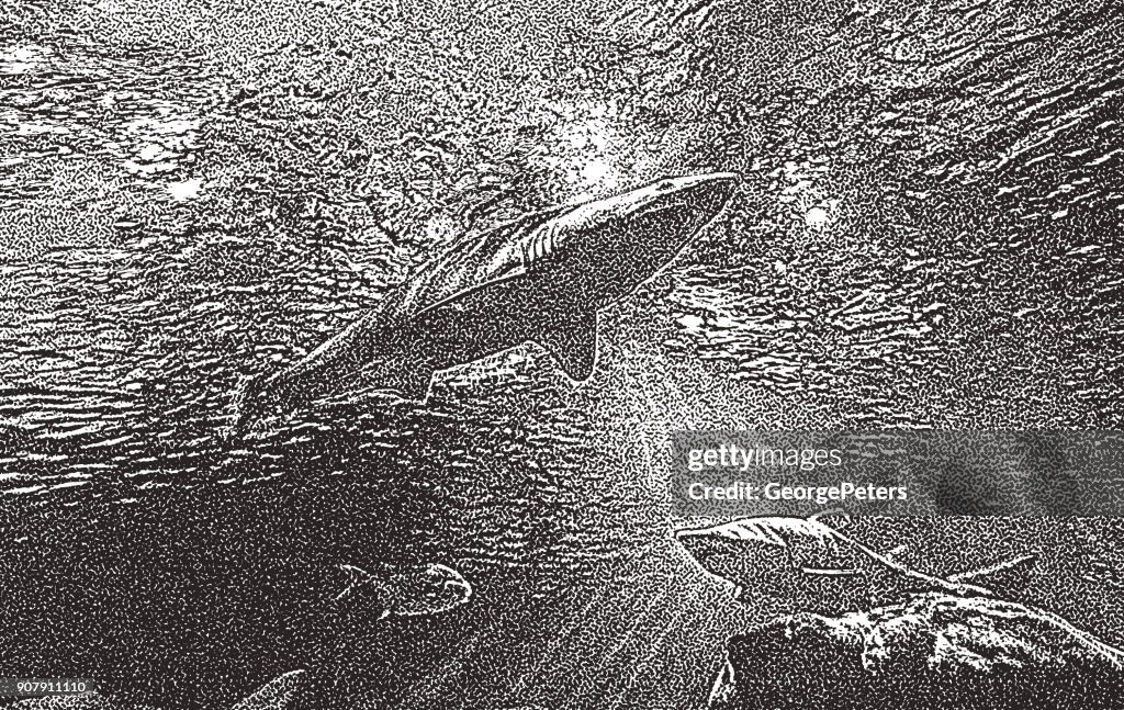 Sharks swimming underwater above a coral reef