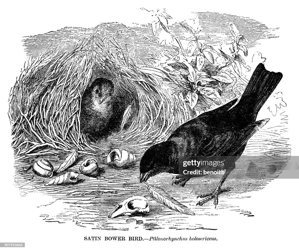 Satin Bowerbird