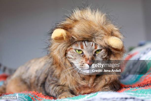 grumpy cat wearing lion costume - tired cat stock-fotos und bilder