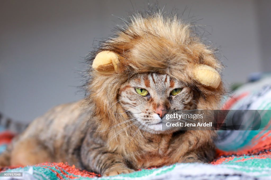 Grumpy Cat Wearing Lion Costume