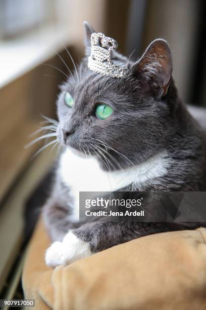 spoiled cat wearing crown - persona de la realeza - fotografias e filmes do acervo