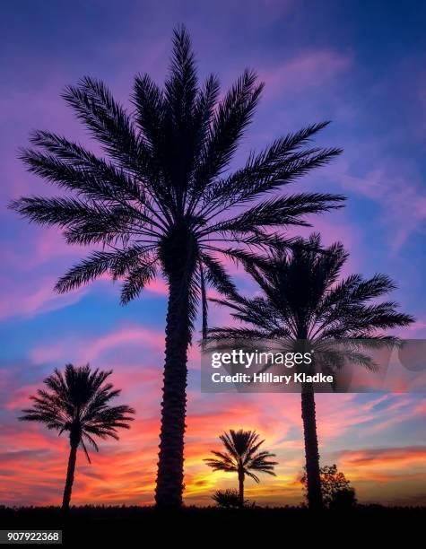 colorful dramatic sunset with palm trees - orlando florida stock-fotos und bilder