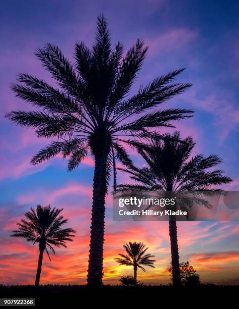 colorful dramatic sunset with palm trees - orlando - florida fotografías e imágenes de stock