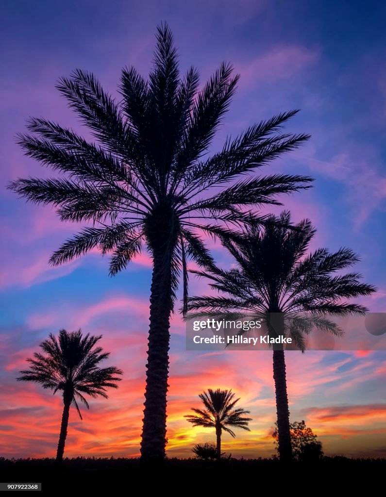 Colorful dramatic sunset with palm trees