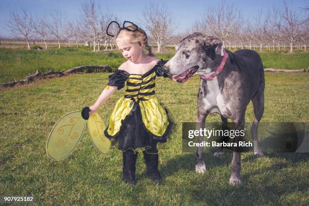 young girl in bee costume holding on to large great dane dog - barbara tag stock pictures, royalty-free photos & images