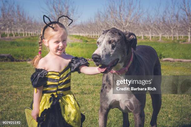 young girl in bee costume holding on to large great dane dog - barbara tag stock pictures, royalty-free photos & images