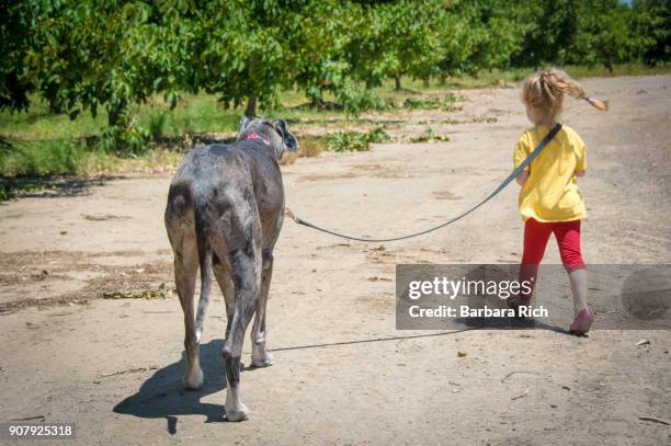 young girl walking large great dane dog on leash - barbara tag stock pictures, royalty-free photos & images