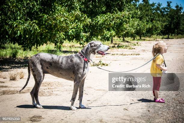 young girl in bee costume holding on to large great dane dog - barbara tag stock pictures, royalty-free photos & images