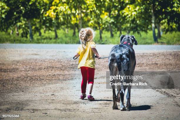 young girl walking large great dane dog on leash - barbara tag fotografías e imágenes de stock