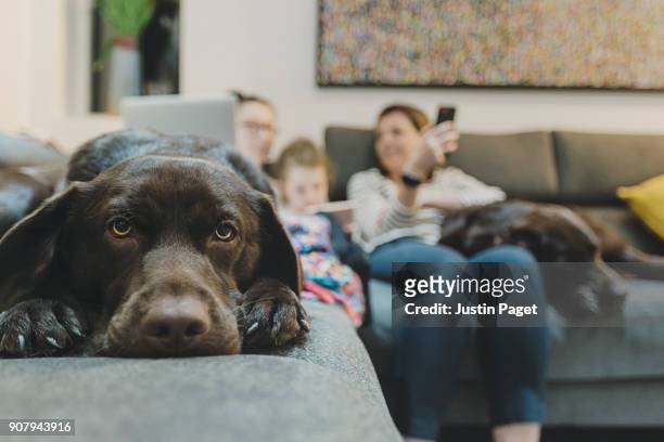 dog on sofa with family - domestic animals stock pictures, royalty-free photos & images