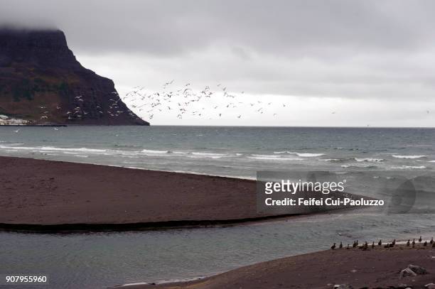 large group of seagull at bolungarvík, iceland - westfjords iceland stock pictures, royalty-free photos & images