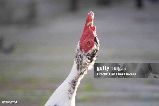 duck stretching his neck - parpar fotografías e imágenes de stock